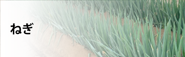 ねぎ