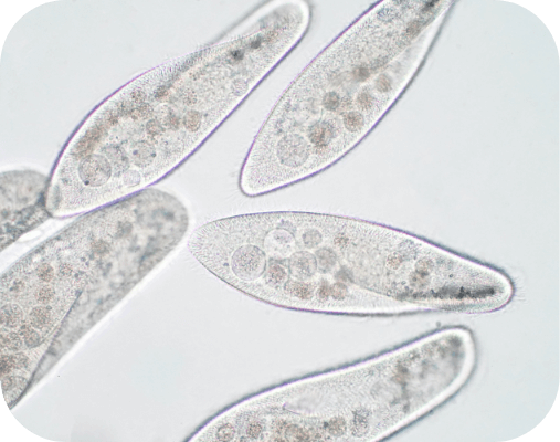 微生物、代謝物