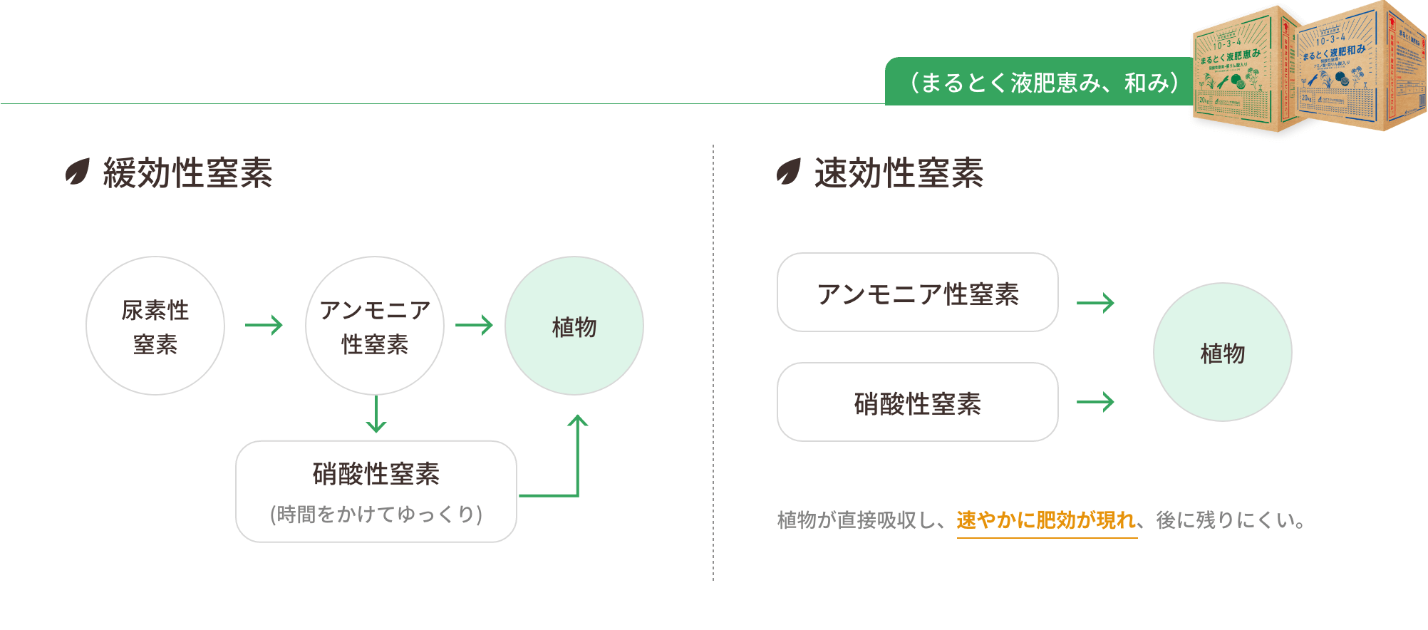 アンモニア性窒素、硝酸性窒素および尿素性窒素をバランスよく配合しています。植物が直接吸収し、速やかに肥効が現れ、後に残りにくいです。