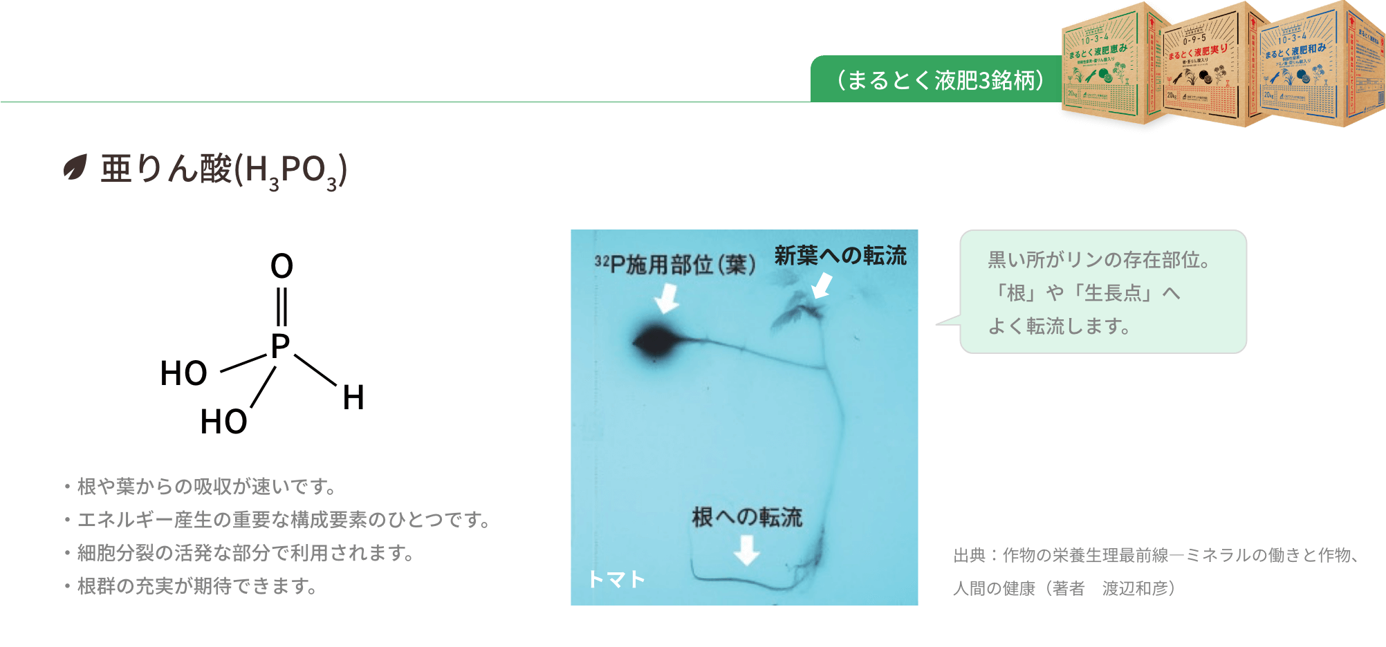 吸収性の良い亜りん酸を配合。亜りん酸(H3PO3)は以下のような効果が期待できます。根や葉からの吸収が速いです。／エネルギー産生の重要な構成要素のひとつです。／細胞分裂の活発な部分で利用されます。／根群の充実が期待できます。