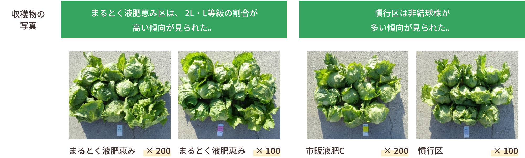 収穫物の写真｜まるとく液肥恵み区は、2L・L等級の割合が高い傾向が見られた。慣行区は非結球株が多い傾向が見られた。