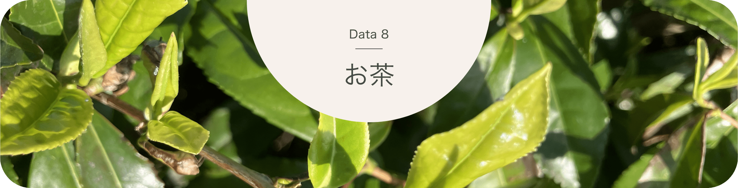 お茶