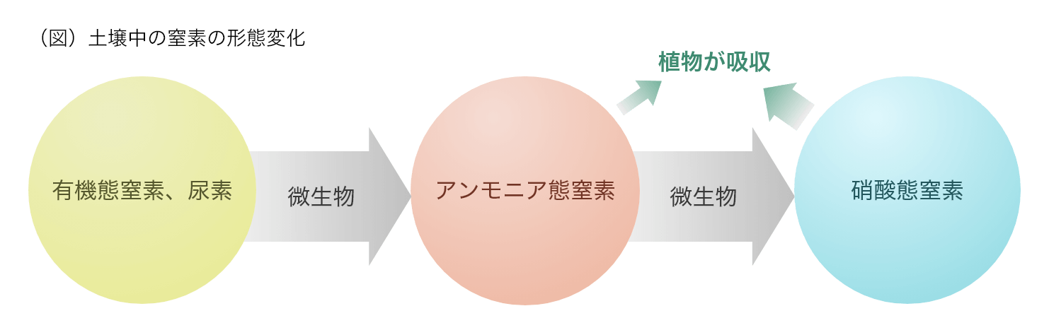 （図）土壌中の窒素の形態変化