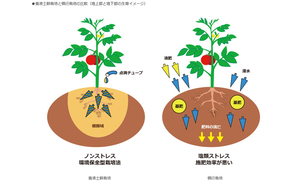 養液土耕栽培と慣行栽培の比較